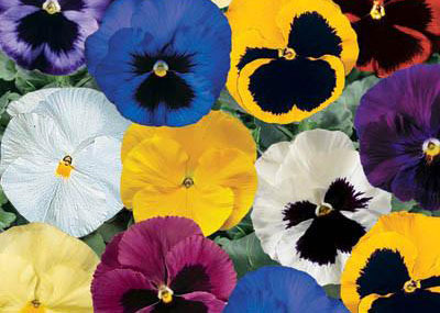 Pot Pansy Buy One Get One Free
